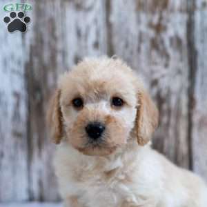 Hope, Mini Labradoodle Puppy